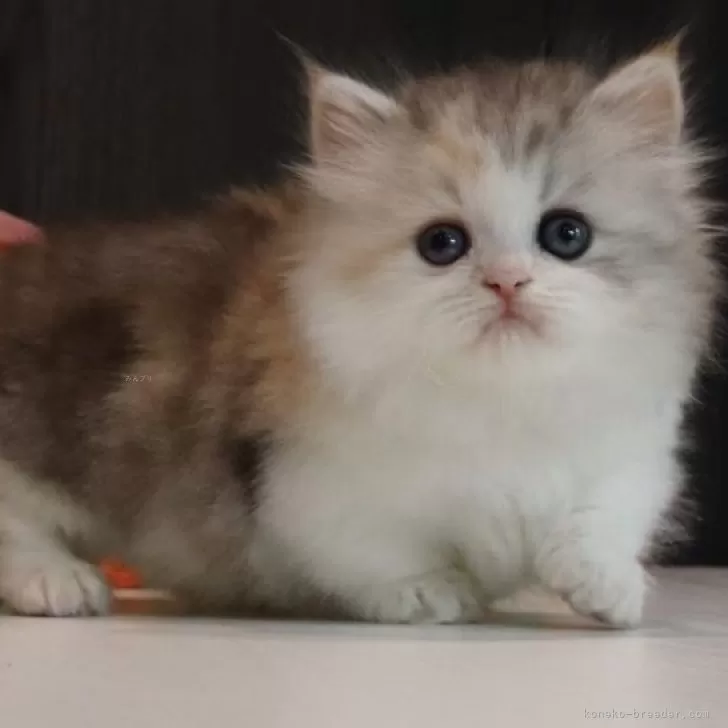 ID：2405-00125の子猫