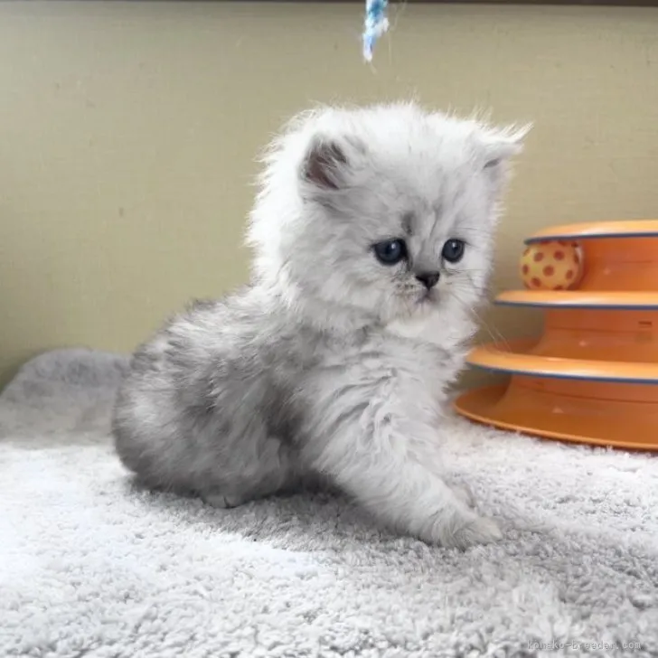 ID：2305-01736の子猫