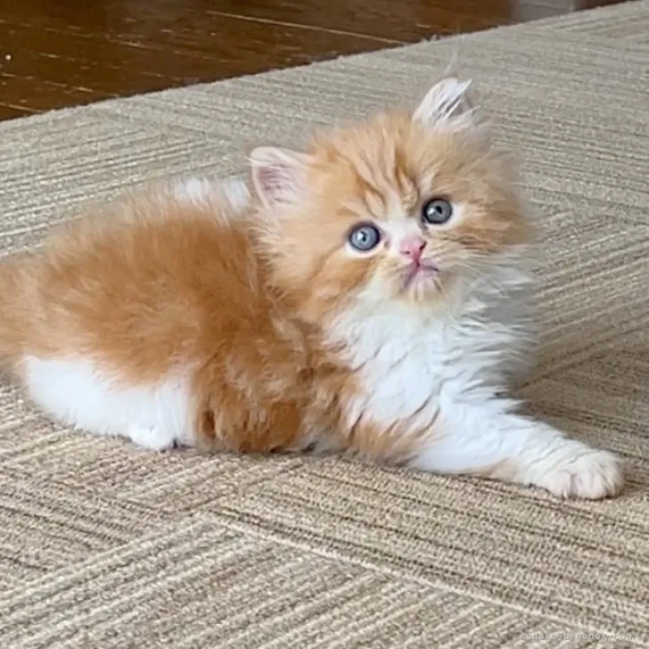 ID:2309-01110の子猫