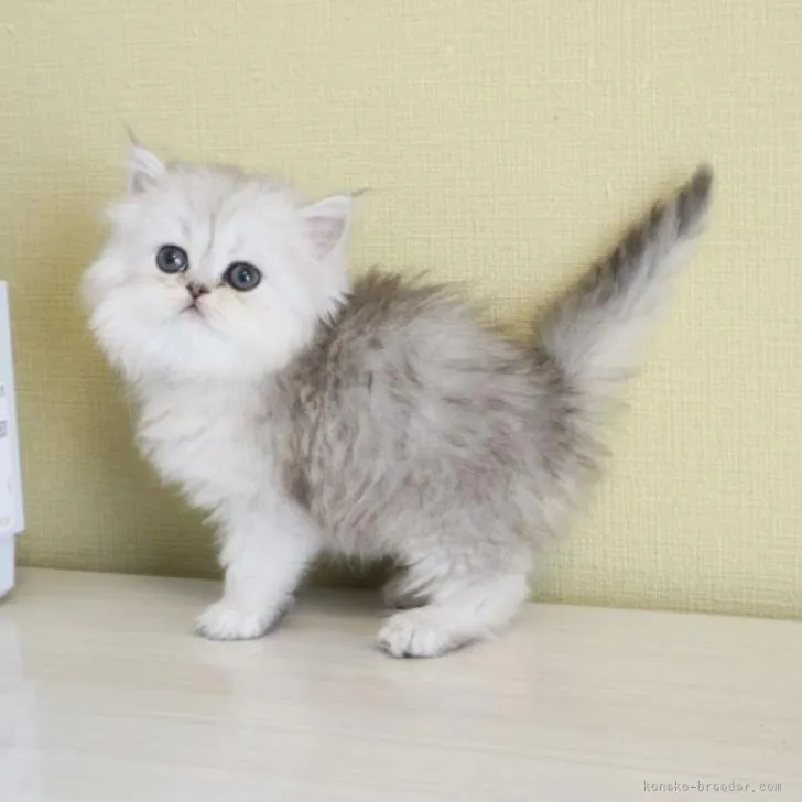 ID:2210-01255の子猫