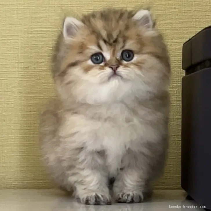 ID：2305-01759の子猫