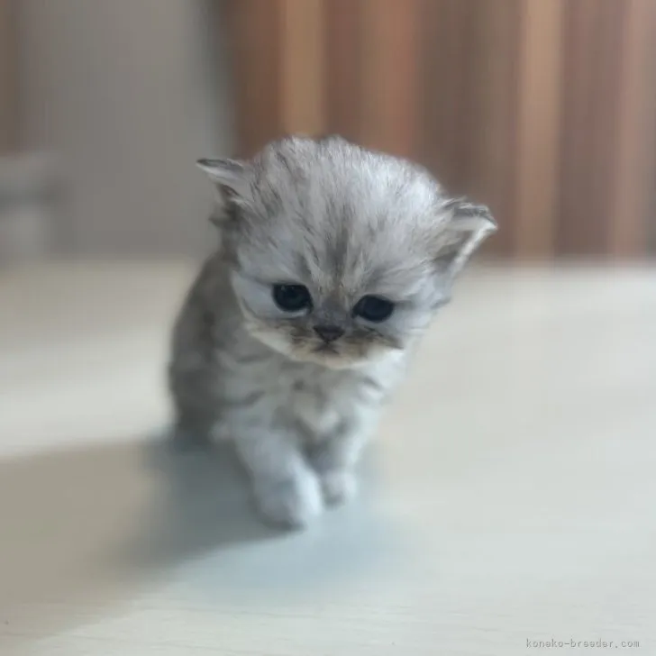 ID:2305-01310の子猫