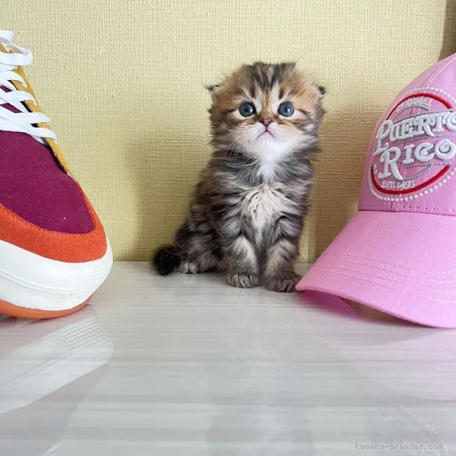 S.E 様のお迎えした子猫