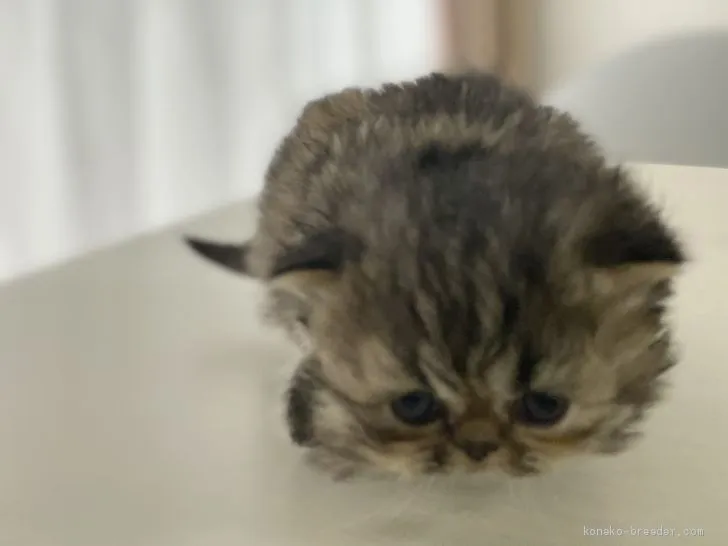 ID:2012-01883の子猫