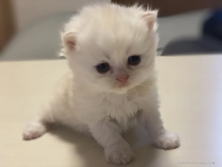 ID:2012-01667の子猫