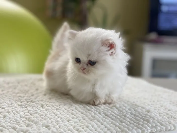 ID：2108-00101の子猫