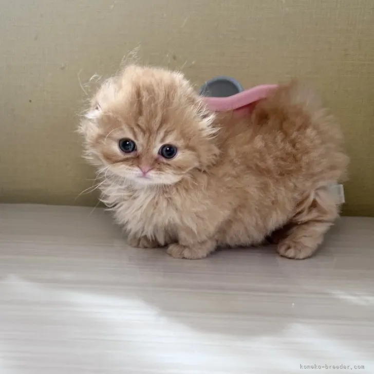 ID：2307-03076の子猫