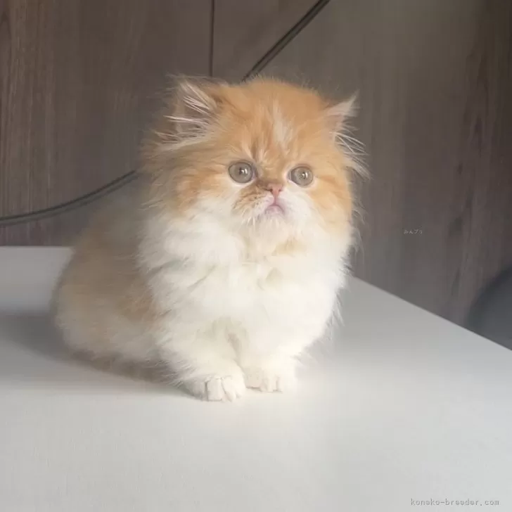 ID：2402-02442の子猫