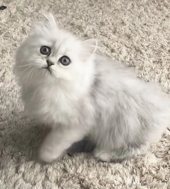 ID:2107-02034の子猫