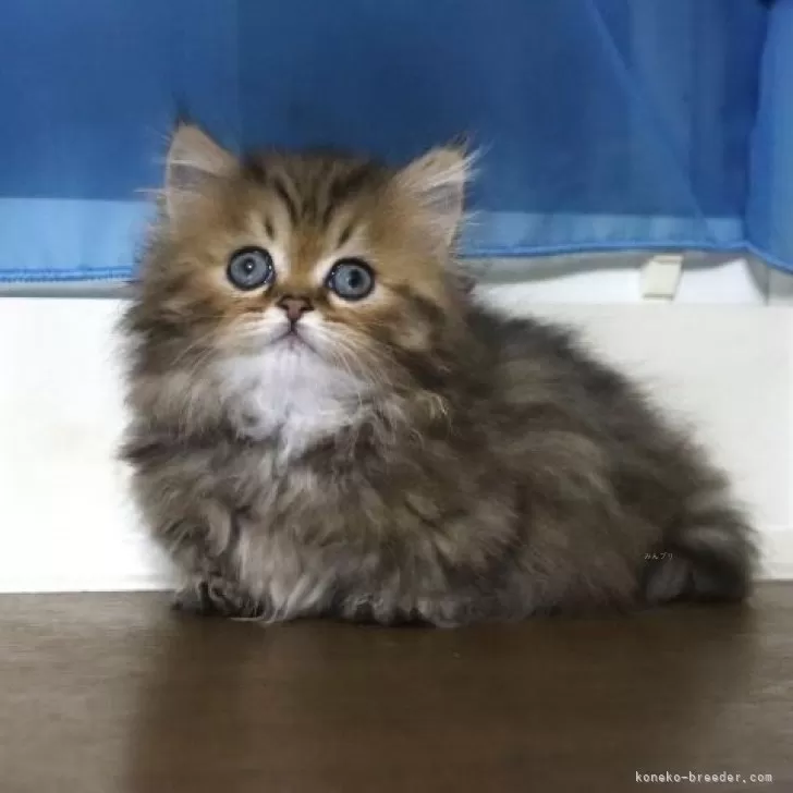 ID：2409-01473の子猫