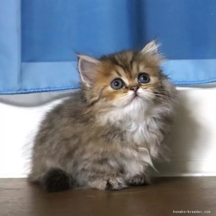 ID：2409-01478の子猫