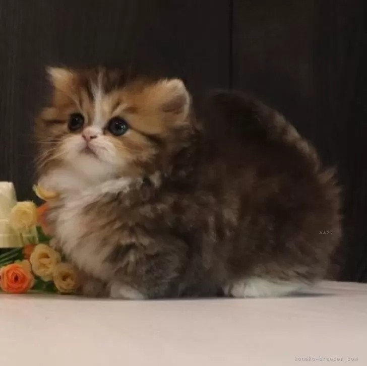 ID：2405-00141の子猫