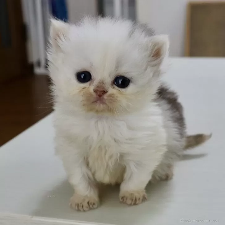 ID：2405-00791の子猫
