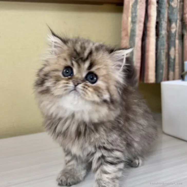 ID：2306-02506の子猫