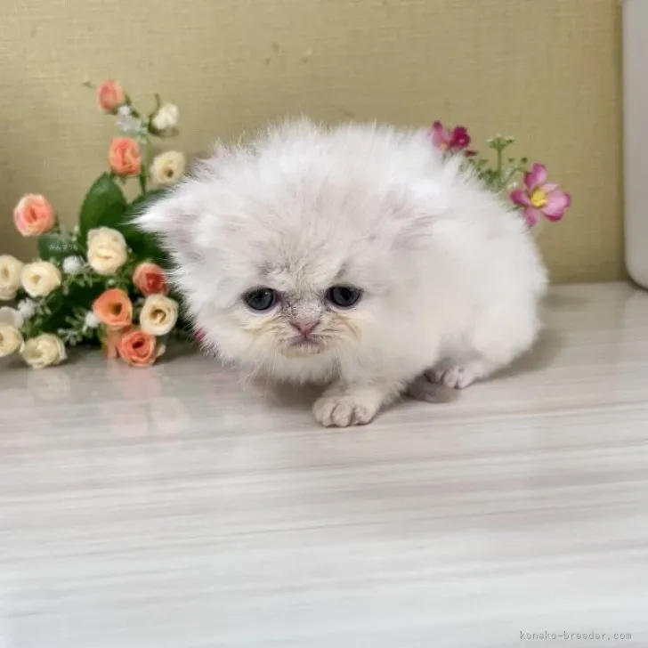 ID：2309-01214の子猫