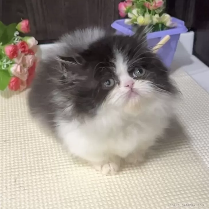 ID:2409-00525の子猫