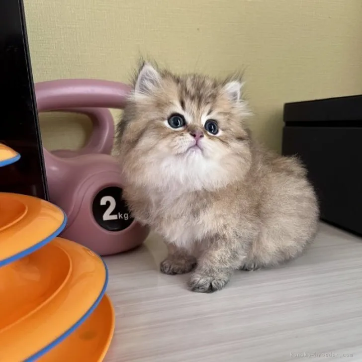 ID：2305-02529の子猫