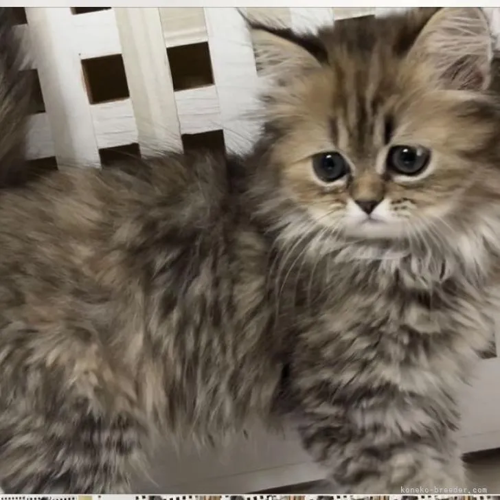 ID：2207-00187の子猫