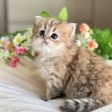 ペルシャ(チンチラ)【広島県・男の子・2023年9月24日・チンチラゴールデン（ロング）】の写真「人間大好き❤」