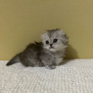 ミヌエット【広島県・男の子・2021年12月3日・シェーデッドシルバー（ロング）】の写真「短足ロングコート」