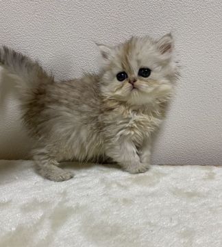 ペルシャ(チンチラ)【広島県・女の子・2020年7月28日・チンチラブルークリーム】の写真「お顔がめっちゃかわいい」
