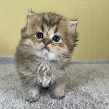 ペルシャ(チンチラ)【広島県・男の子・2023年4月15日・チンチラゴールデン（ロング）】の写真「かわいい男の子」