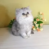 ペルシャ(チンチラ)【広島県・男の子・2023年10月1日・チンチラシルバー】の写真1