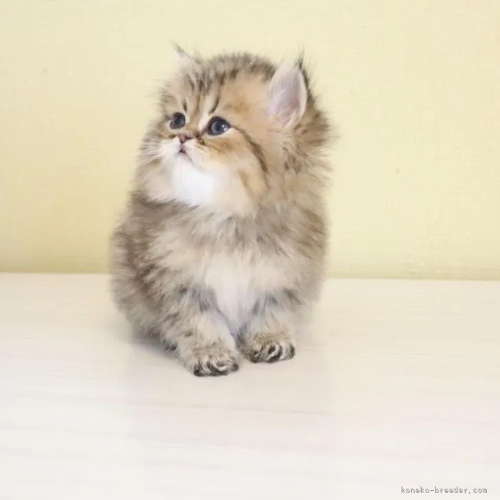 ID：2210-01203の子猫