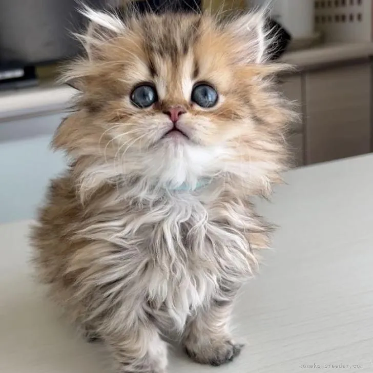 ID:2211-01853の子猫