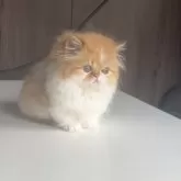 ミヌエット(短足)【広島県・女の子・2024年1月20日・レッドタビー&ホワイト】の写真2