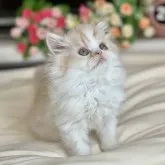 ミヌエット(長足)【広島県・男の子・2023年9月6日・カメオタビー&ホワイト】の写真3