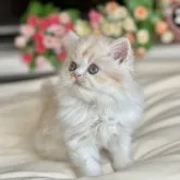 ミヌエット(長足)【広島県・男の子・2023年9月6日・カメオタビー&ホワイト】の写真4