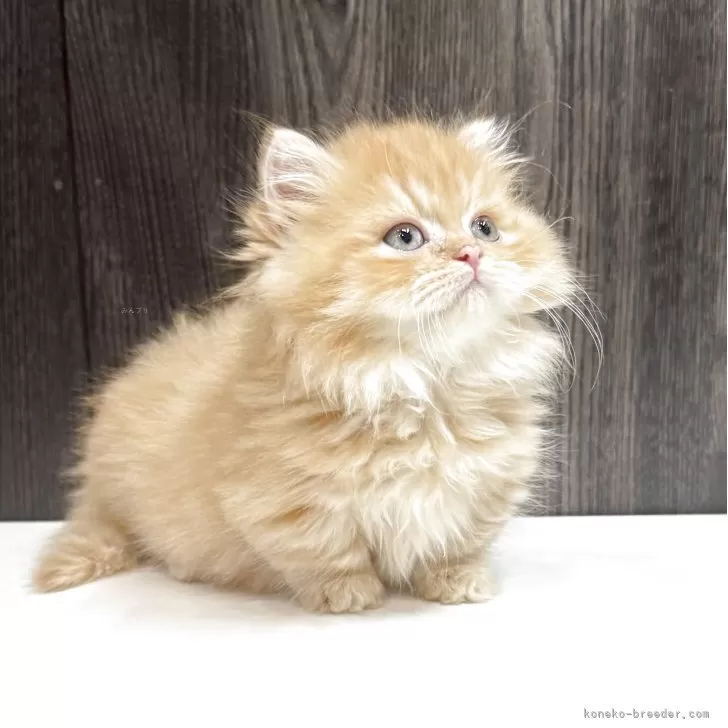 ID:2503-01827の子猫