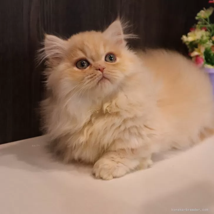 mini 様のお迎えした子猫