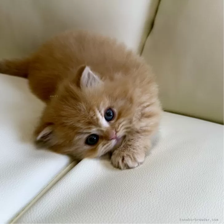 ID:2503-01981の子猫