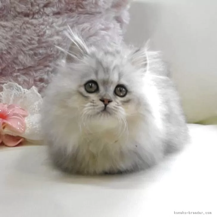 ミヌエット(短足)【広島県・男の子・2025年8月7日・シェーデッドシルバー】の写真1