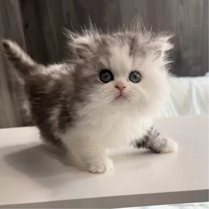 ID:2501-02463の子猫