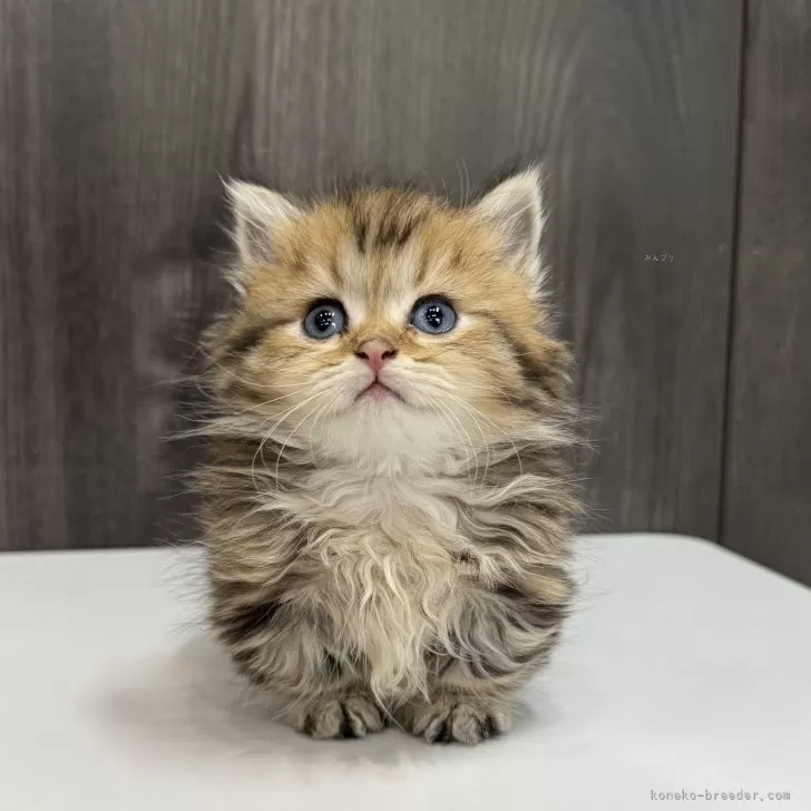 ID:2504-03402の子猫