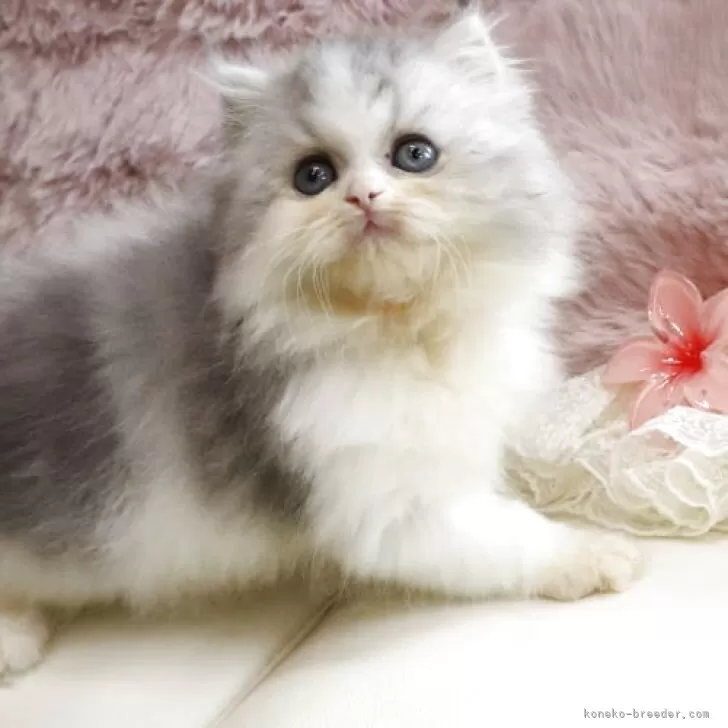 ID:2509-01576の子猫