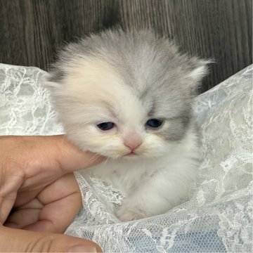 ミヌエット(長足)【広島県・女の子・2025年2月20日・ダイリュートキャリコ（ロング）】の写真「かわいいお顔の女の子🩷」
