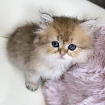 ペルシャ(チンチラ)【広島県・女の子・2025年7月24日・チンチラゴールデン（ロング）】の写真「かわいいチンチラゴールデン」