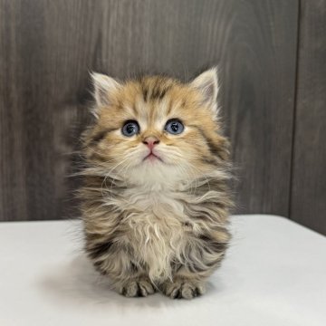ミヌエット(短足)【広島県・男の子・2025年4月2日・ブラウンタビー（ロング）】の写真「かわいい短足の男の子です」