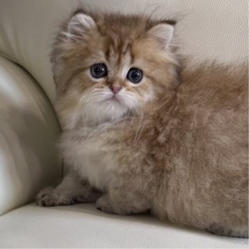 ペルシャ(チンチラ)【広島県・男の子・2024年12月3日・チンチラゴールデン（ロング）】の写真「やさしいお顔のかわいいチンチラ」