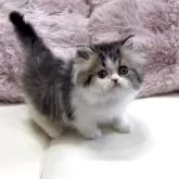 ペルシャ