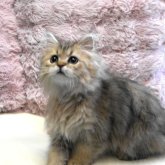 ペルシャ(チンチラ)