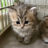 ペルシャ(チンチラ)