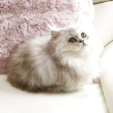 ミヌエット(短足)