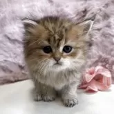 ペルシャ(チンチラ)