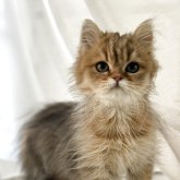 ペルシャ(チンチラ)