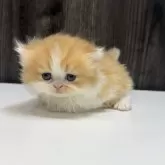 ミヌエット(短足)